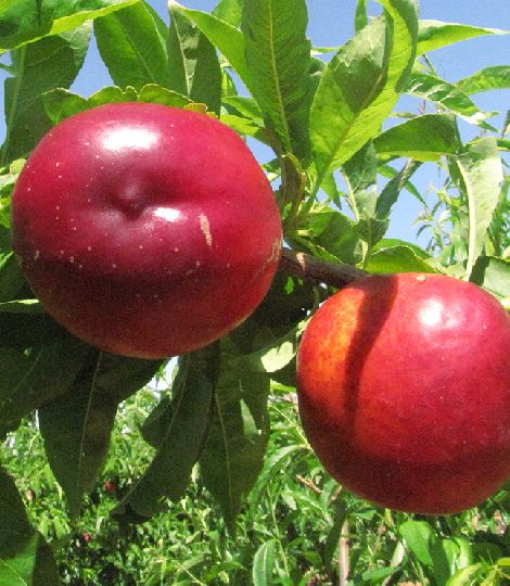 Nektarinka patagónia 